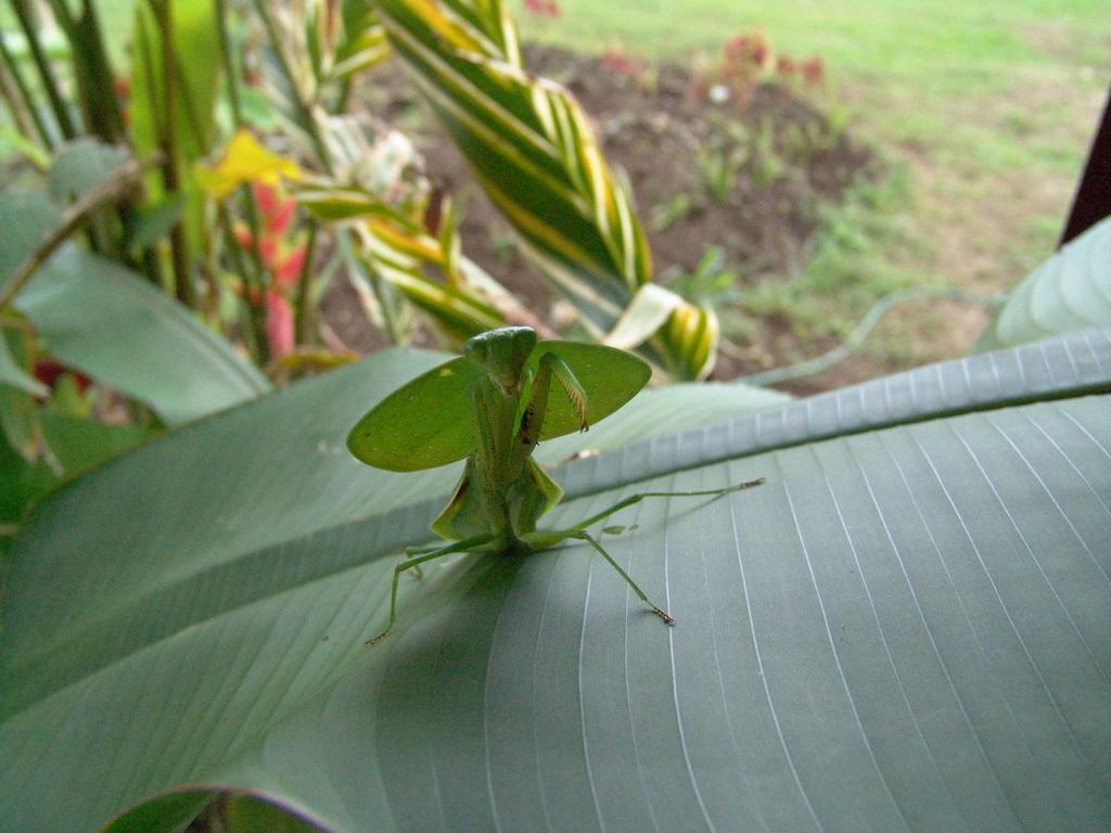 Befox Adventure Hotel La Fortuna Kültér fotó