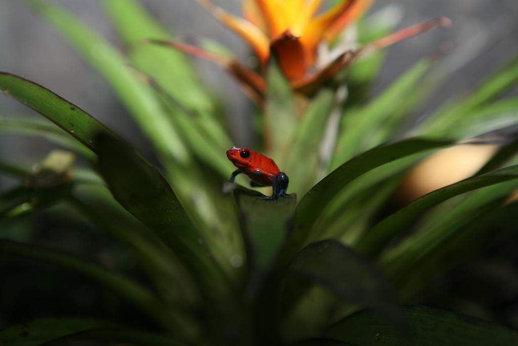 Befox Adventure Hotel La Fortuna Kültér fotó
