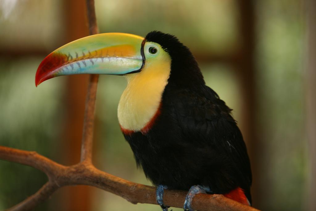 Befox Adventure Hotel La Fortuna Kültér fotó